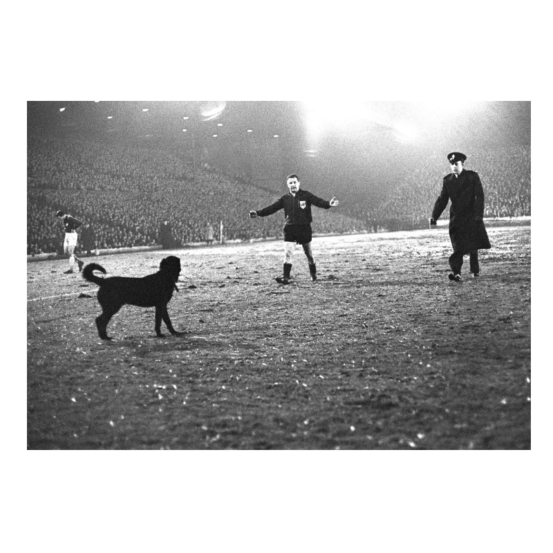 Un cane sul prato a Leeds, 1966