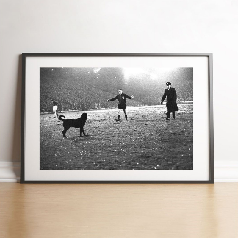 Un cane sul prato a Leeds, 1966