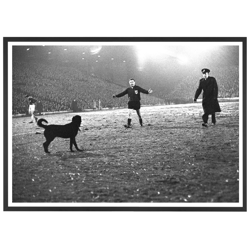 Un cane sul prato a Leeds, 1966