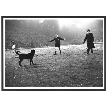 Un cane sul prato a Leeds, 1966