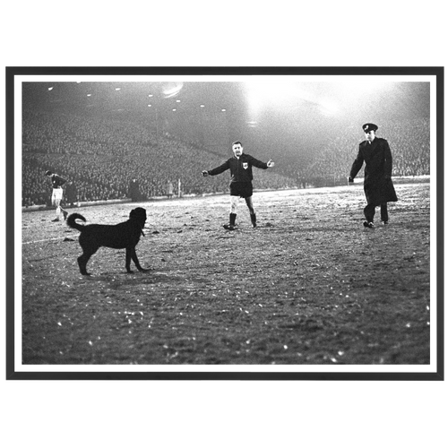 Un cane sul prato a Leeds, 1966