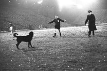 Charger l&#39;image dans la galerie, Un chien sur la pelouse de Leeds, 1966